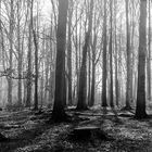 Forest B/W