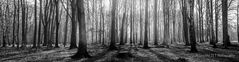 Forest B/W