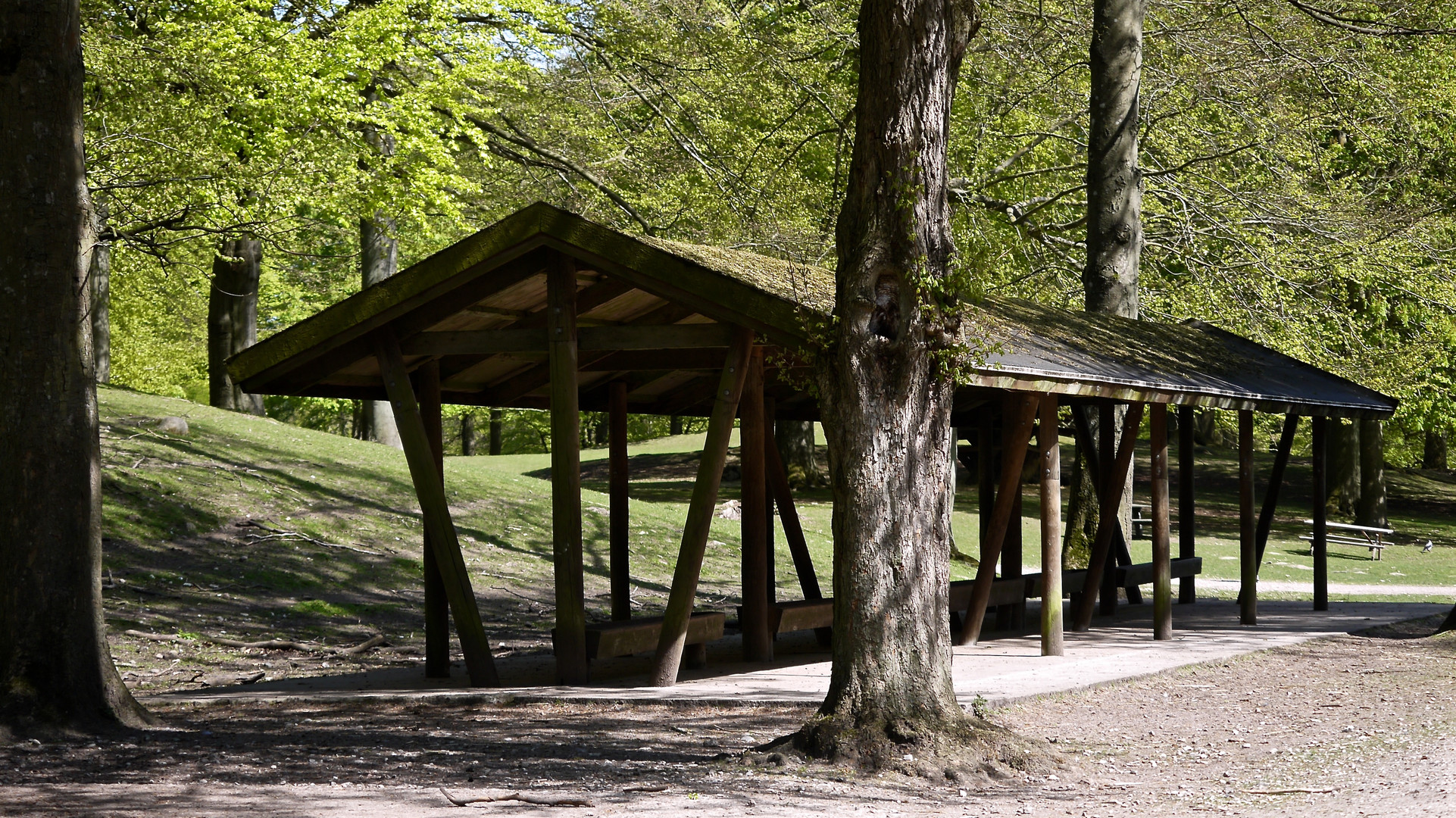 forest cabin