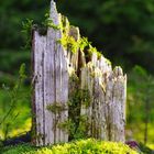 Forest Castle am Moosberg