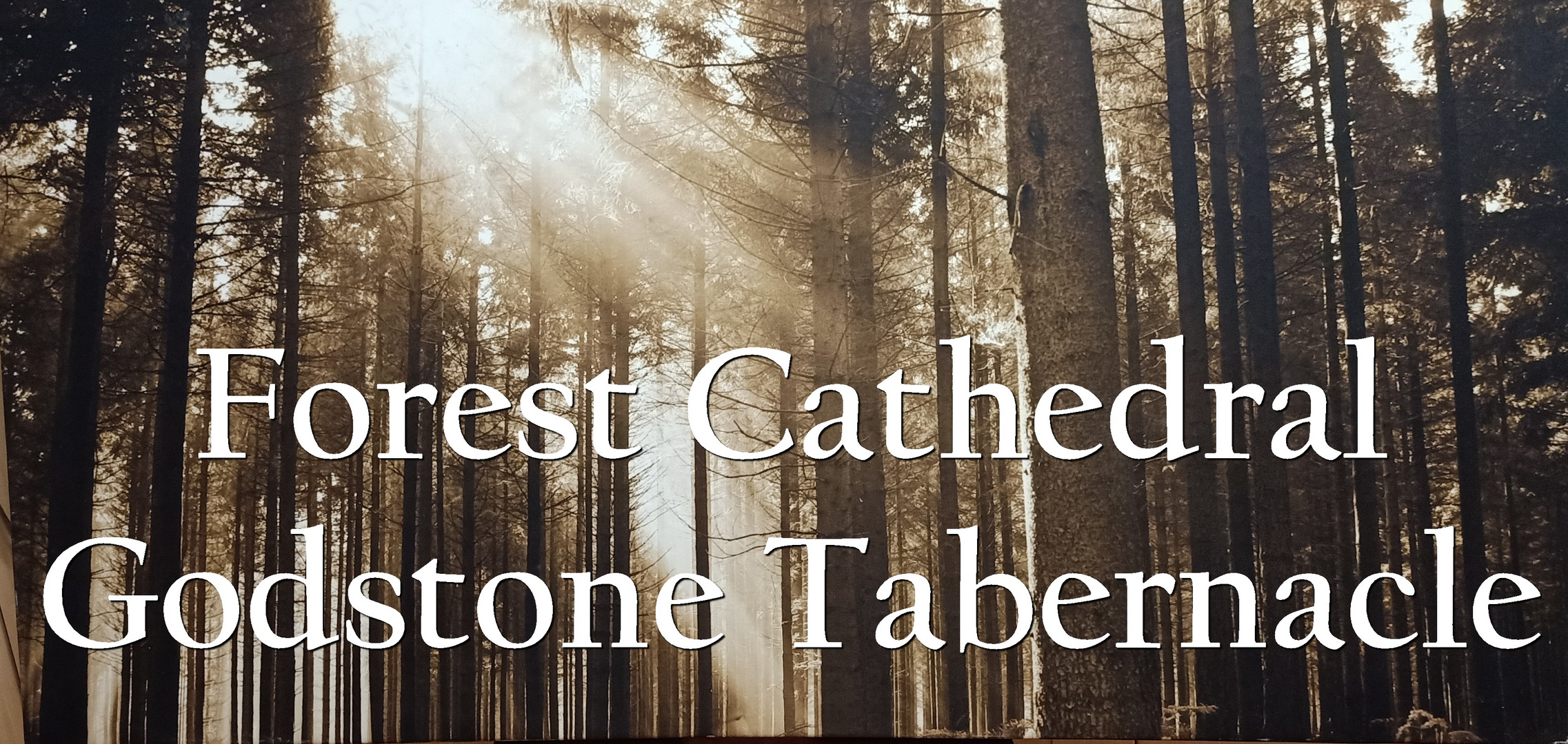 Forest Cathedral