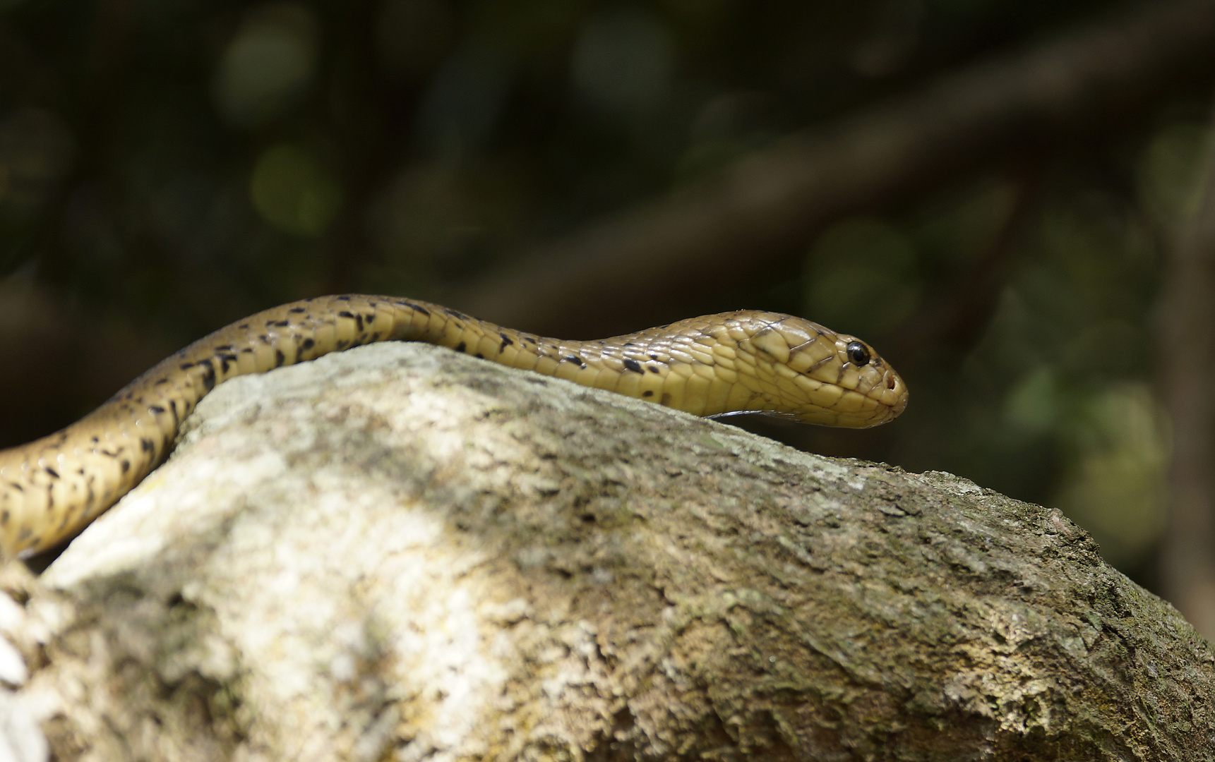 Forest Cobra. Nähe Kosi Bay, Südafrika.