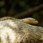 Forest Cobra. Nähe Kosi Bay, Südafrika.
