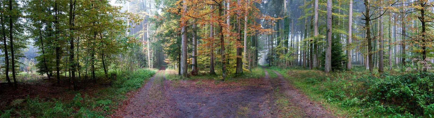 Forest crossroads