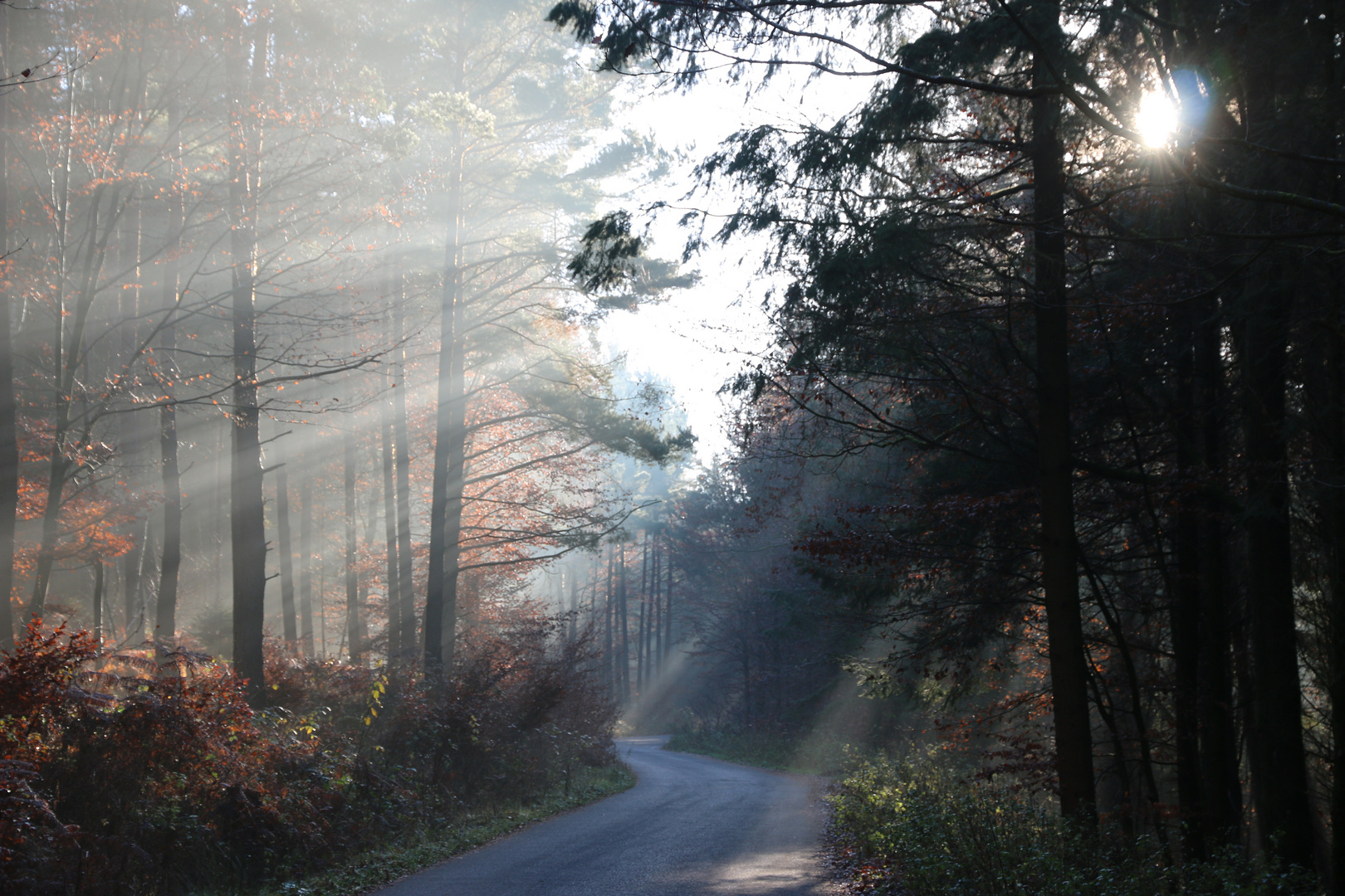 Forest Curves