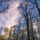 Forest dramatic sky - Verrières-le-Buisson