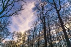 Forest dramatic sky - Verrières-le-Buisson