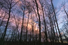 Forest dramatic sky - Verrières-le-Buisson