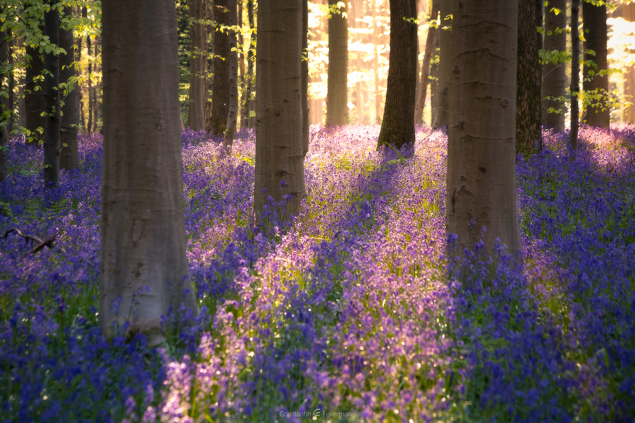 Forest Dreams