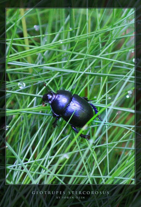 Forest dung beetle