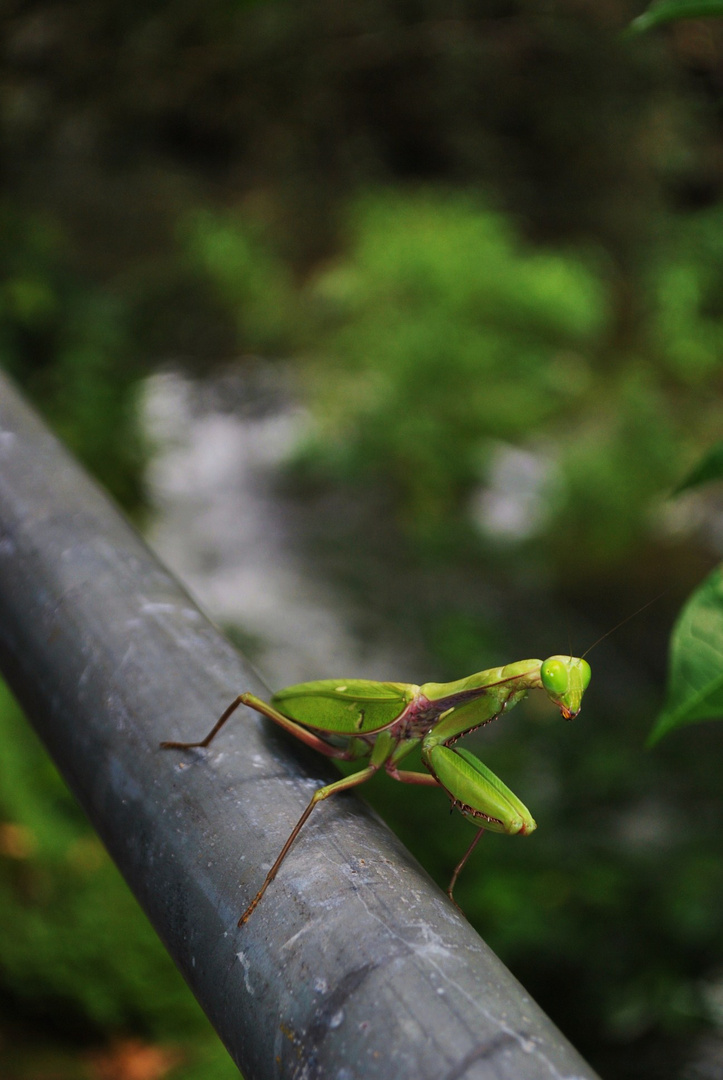 forest dwellers...