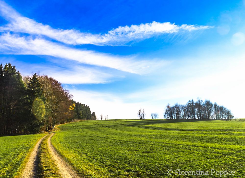 Forest fairies path