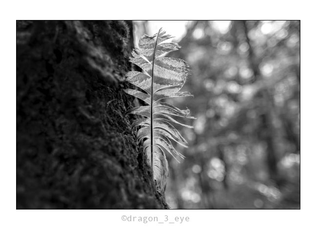 Forest Feather 