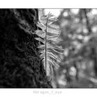 Forest Feather 
