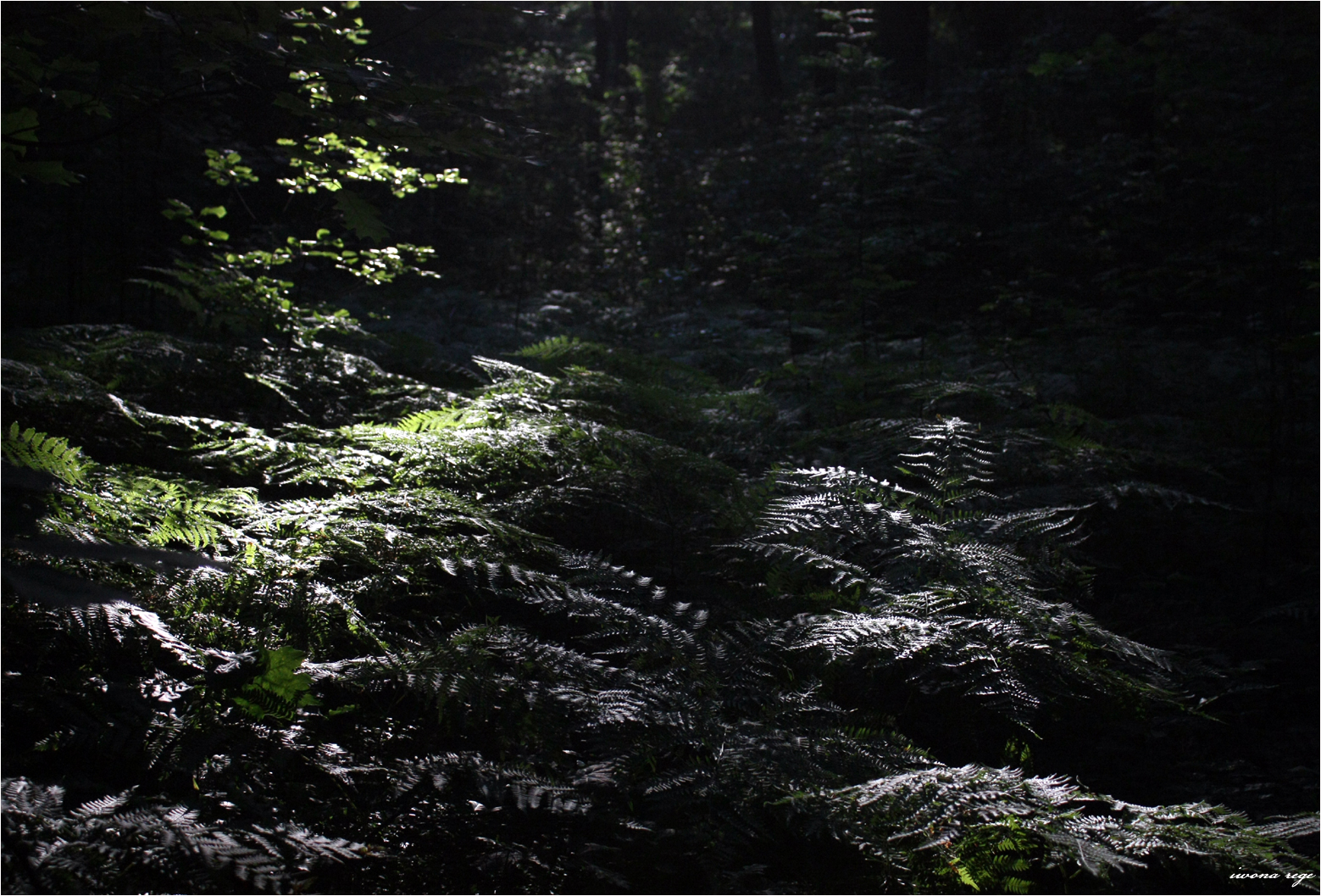 Forest Ferns