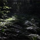 Forest Ferns