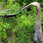 Forest Fire, wie die Natur zurück kommt