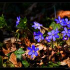 forest floor