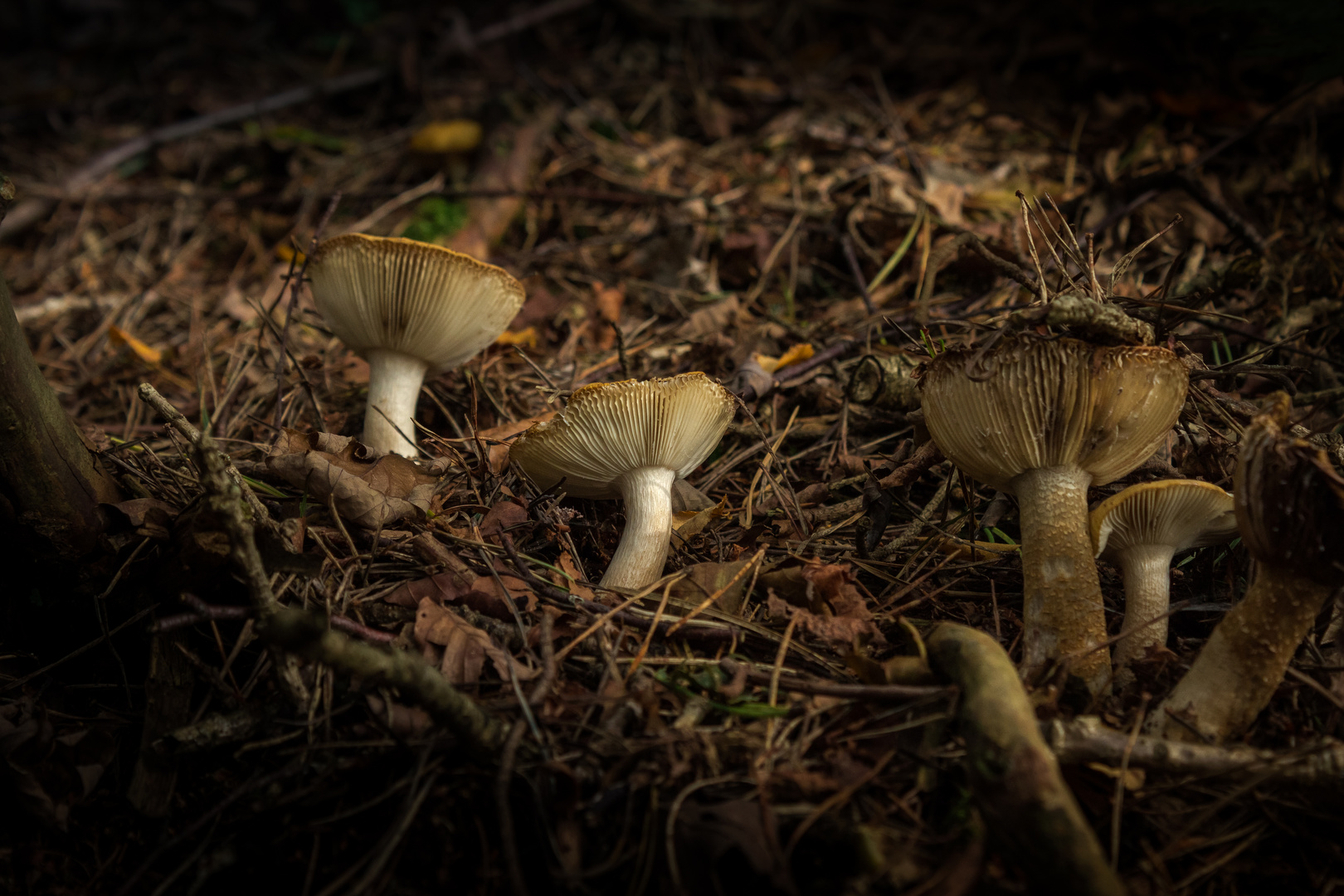 Forest Floor