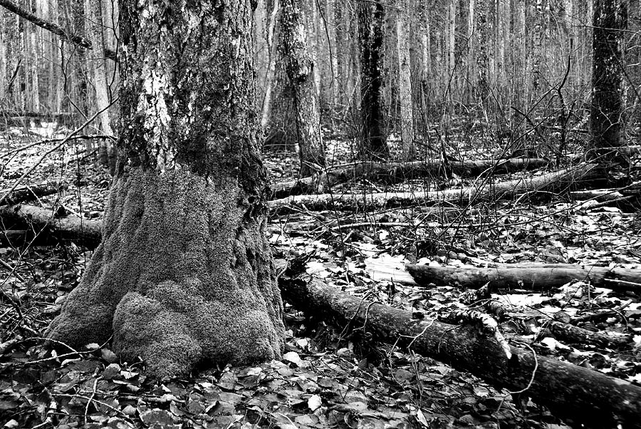 forest floor