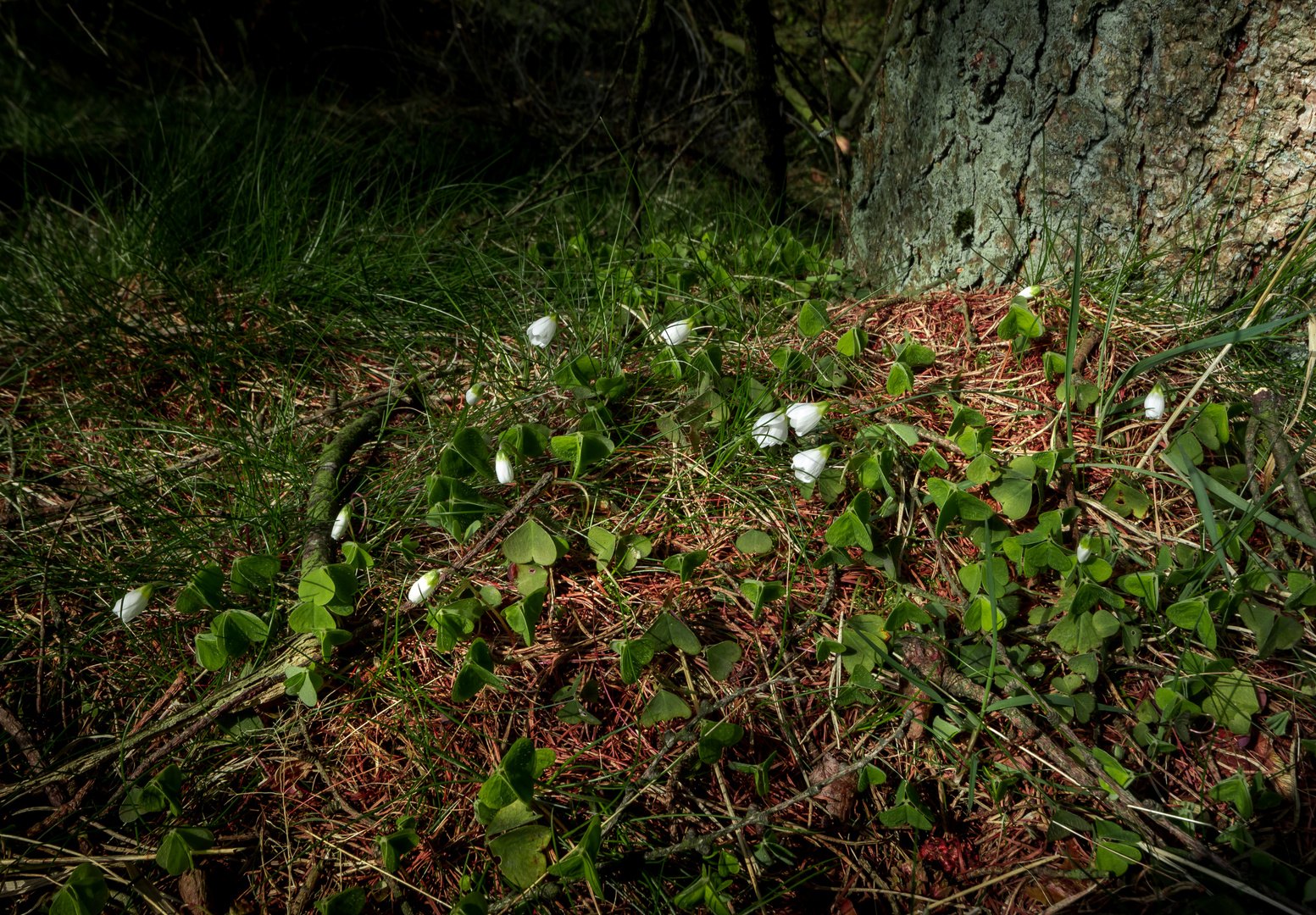 Forest Floor