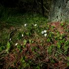 Forest Floor