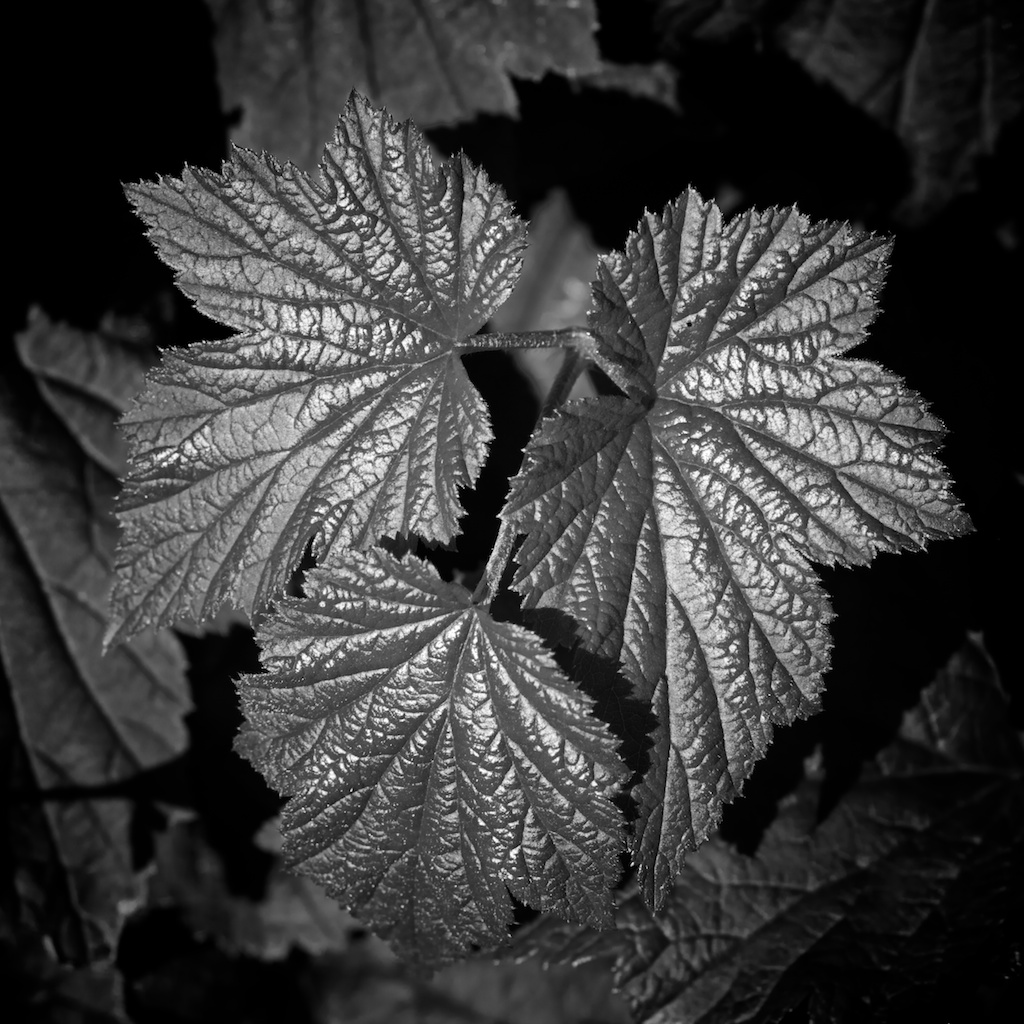 Forest Floor ...