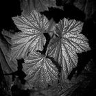 Forest Floor ...