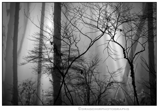 Forest Fog 3