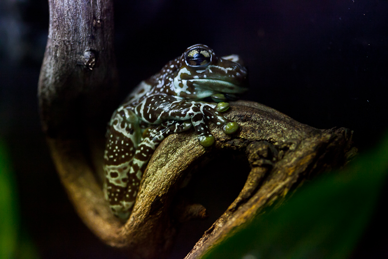 Forest frog