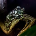 Forest frog