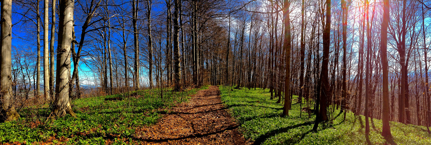 Forest Garlic