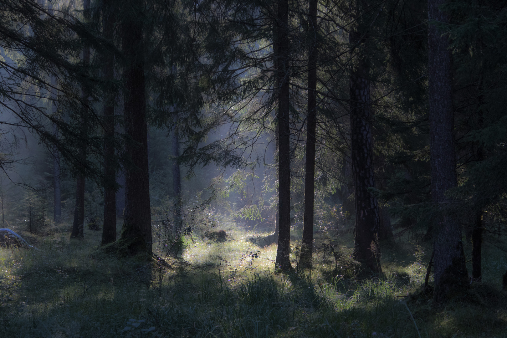 forest glade Foto & Bild landschaft, jahreszeiten, sommer Bilder auf