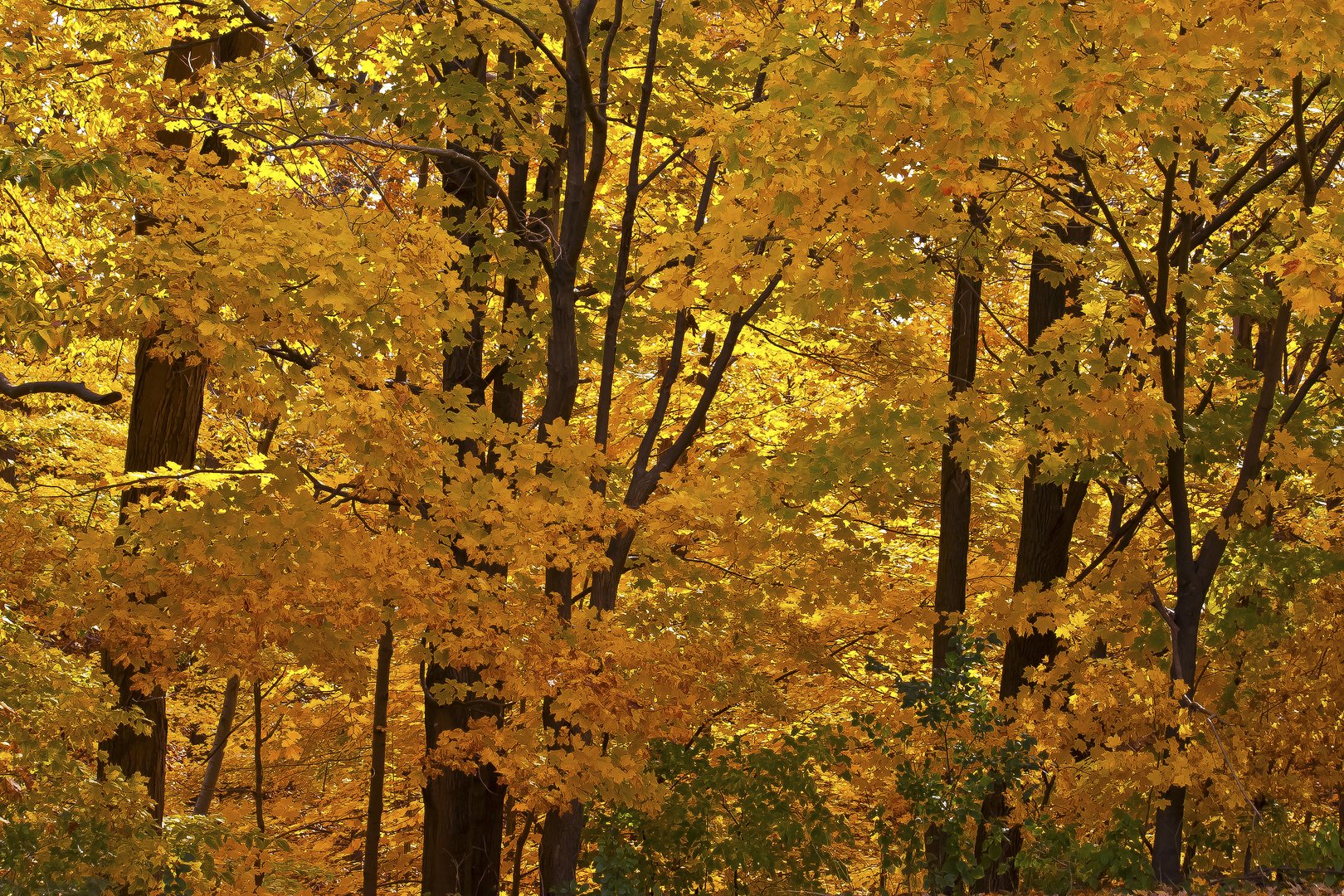 forest gold photo & image landscape, forest, seasons images at photo