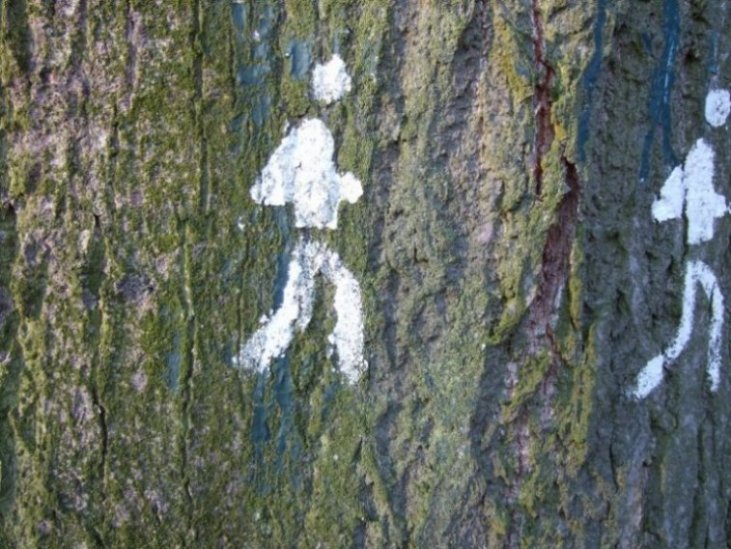forest-graffiti