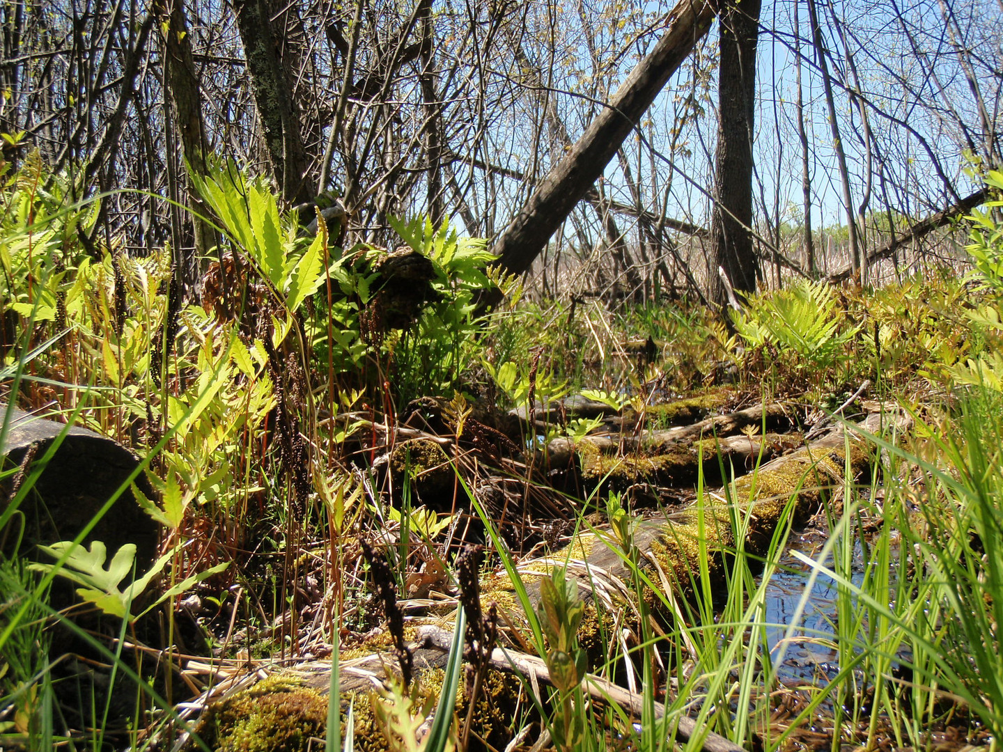 forest ground