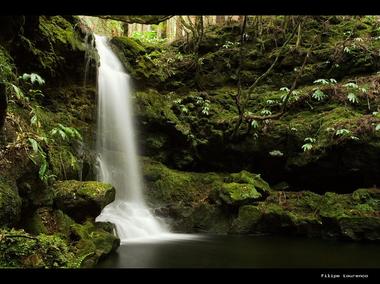 Forest Hymn