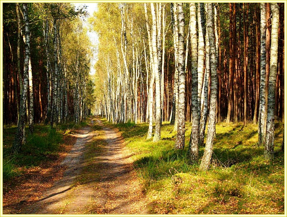 Forest in Autumn