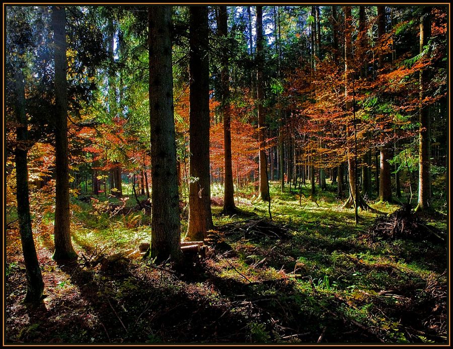 Forest in autumn