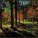 Forest in autumn