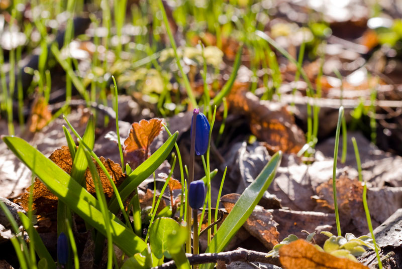 Forest in early spring