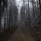 Forest in Egg, Switzerland