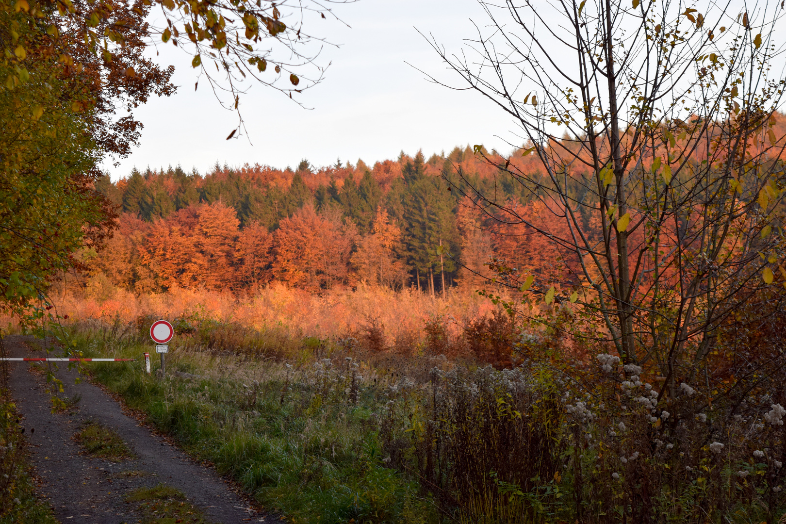 Forest in fall