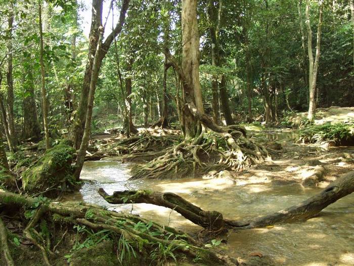 Forest in Laguna