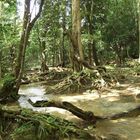 Forest in Laguna