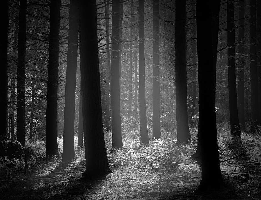" forest in montabaur "