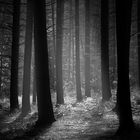 " forest in montabaur "