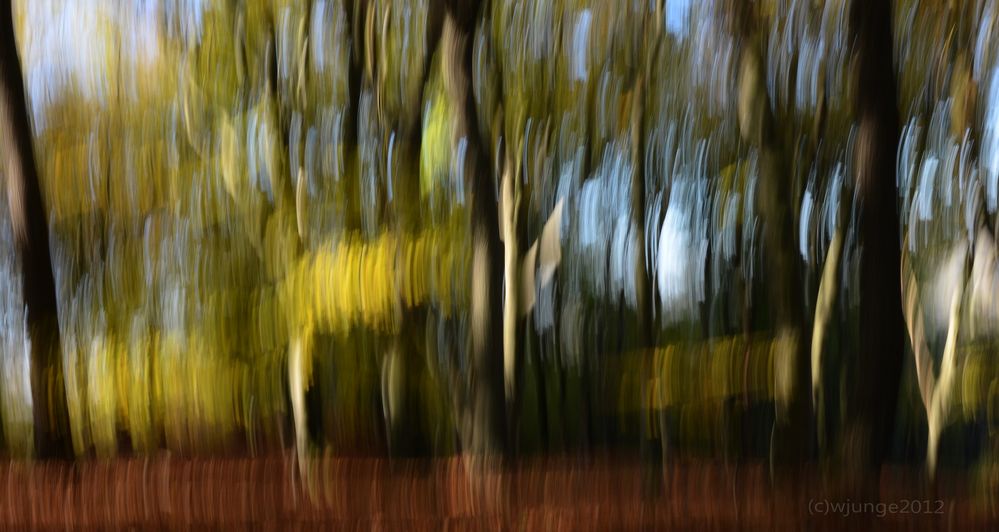 Forest in Motion