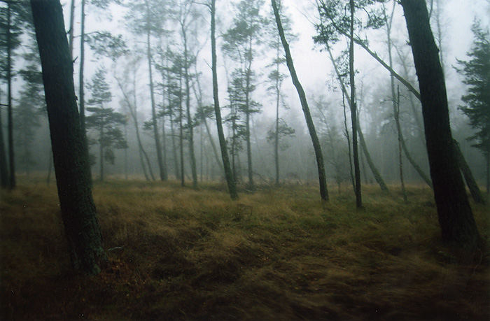 Forest in Neringa