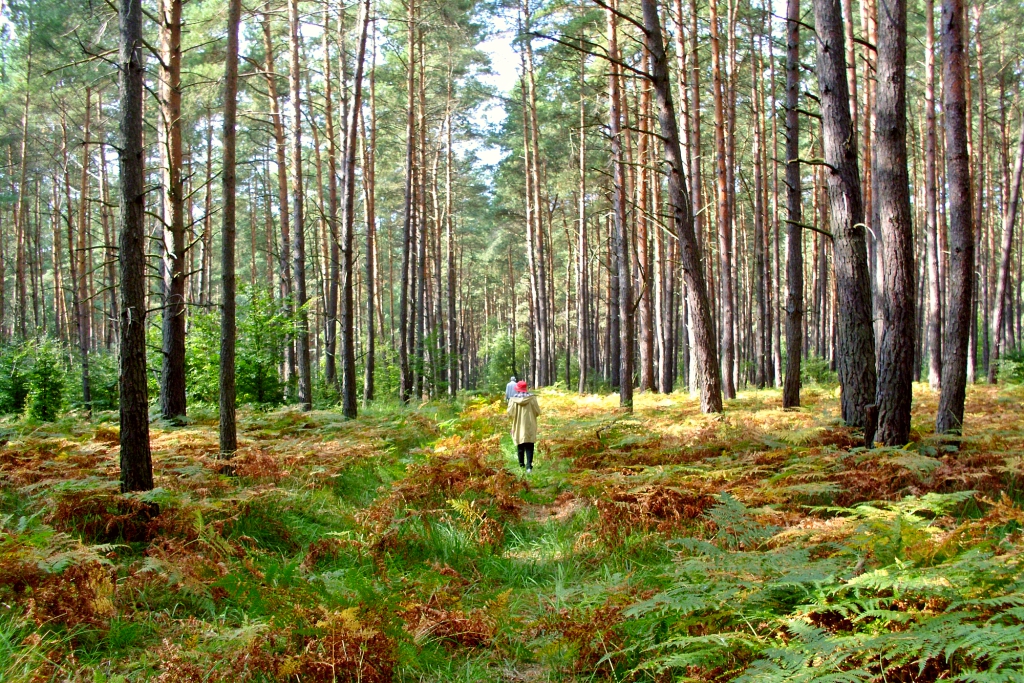 Forest in October